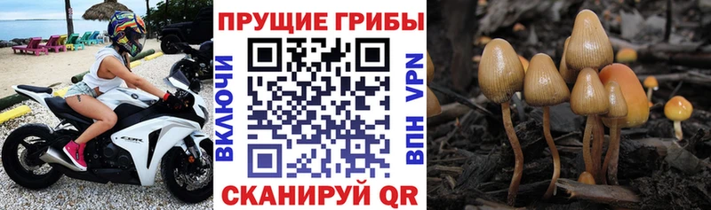 Галлюциногенные грибы мицелий  закладки  hydra сайт  Клинцы 